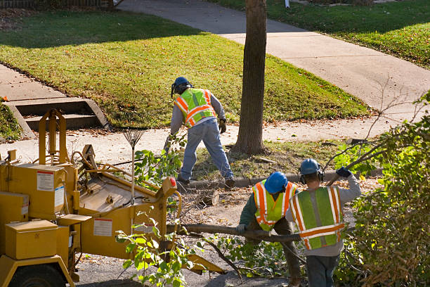 How Our Tree Care Process Works  in  Wakefield, MI